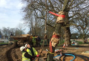 tree surgery