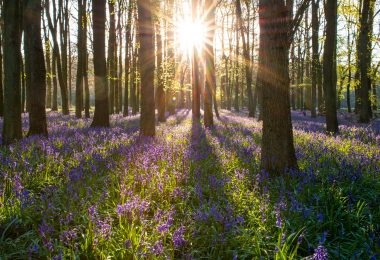 woodland management