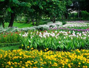 A well tended flower bed in a public space