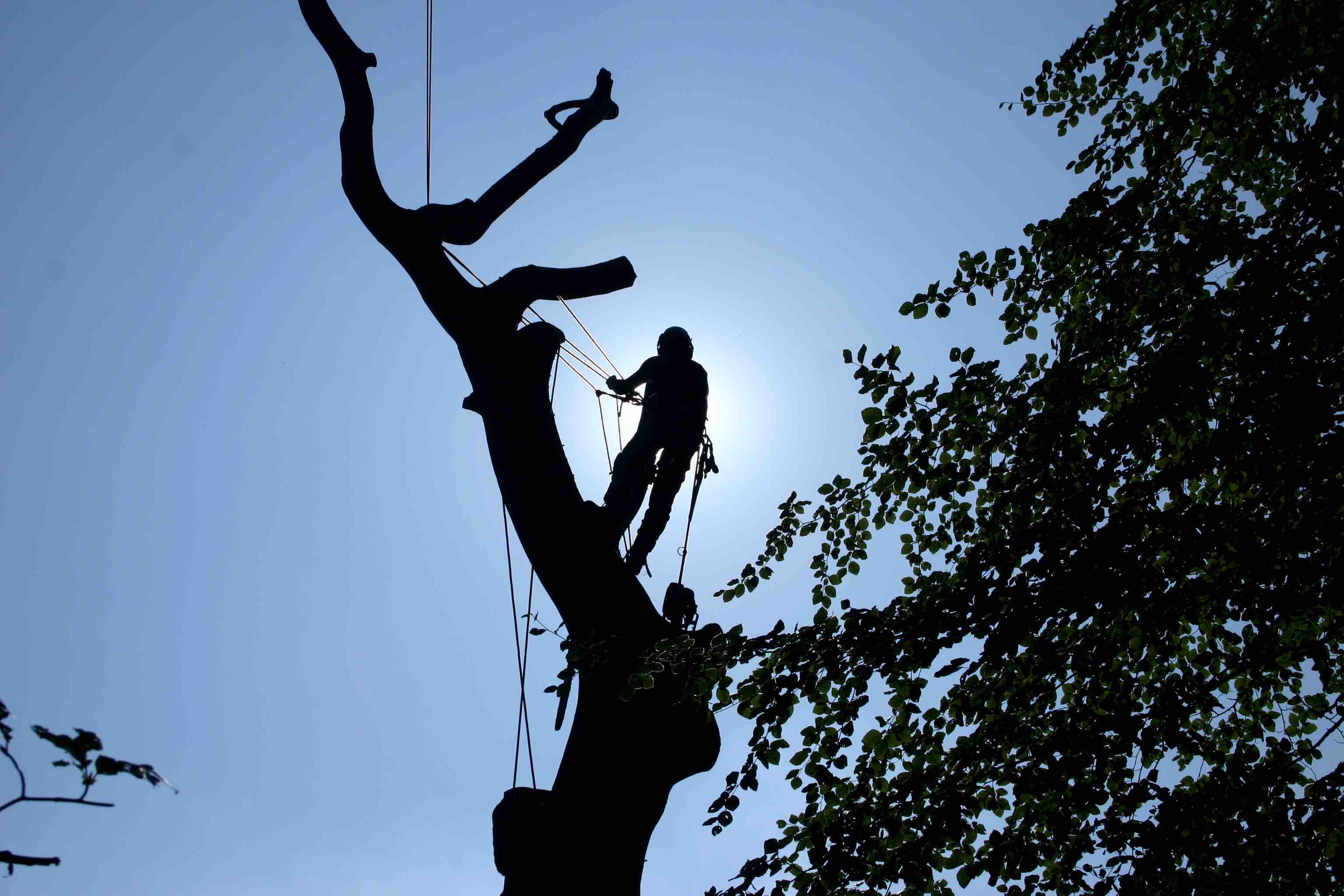 tree management with glendale arborists