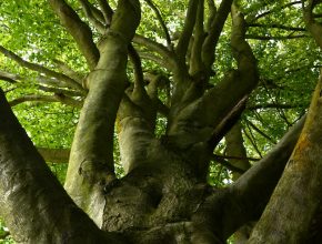 sky view of an old tree