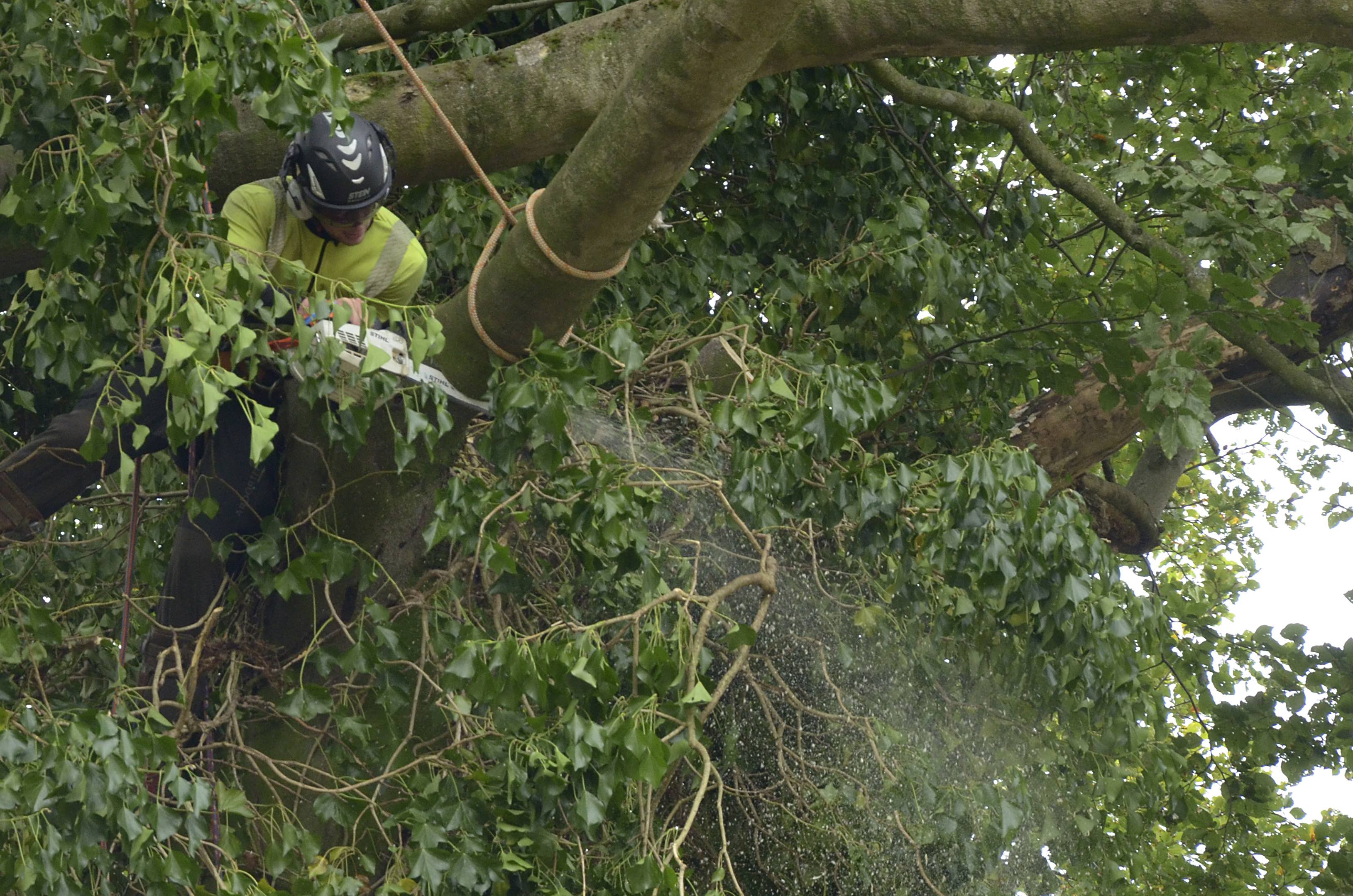 how to become an arborist