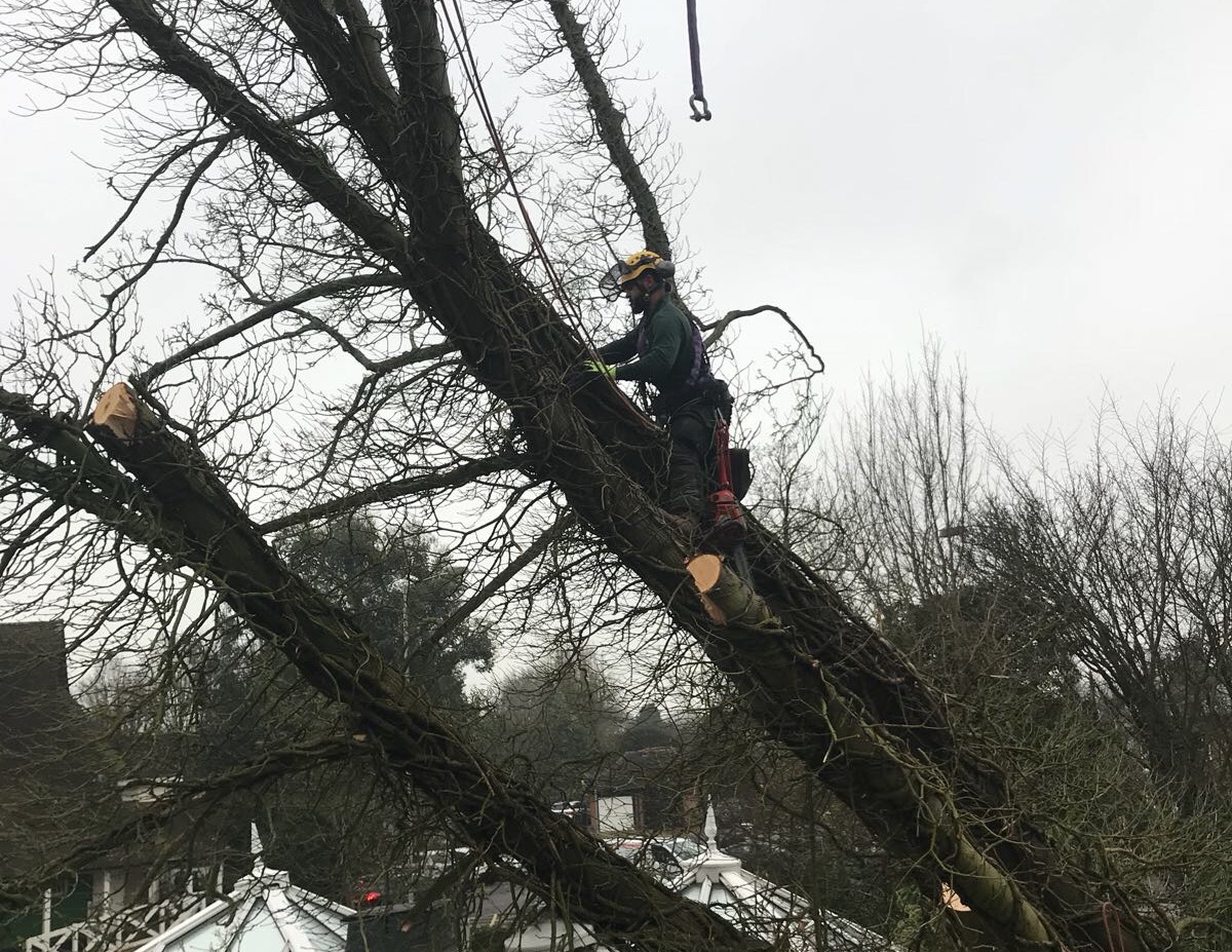 A fallen tree being delt with by a Glendale employee