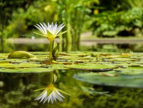 Aqua planting