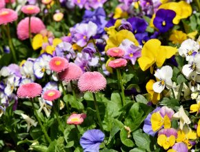 a flower bed with a range of coloured flowers