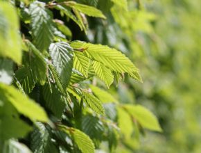 a close up of a beech hedge