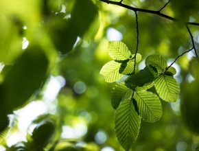 Beech tree close up