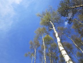 Beech trees at Centre Parks