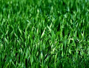 Commercial grounds maintenance grass cutting