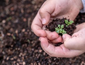 Community planting projects