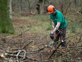 member of glendale staff sawing branches off fallen tree