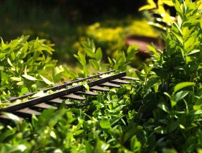 Hedge laying and maintenance