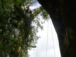 Hazardous tree removals in Chorley 2