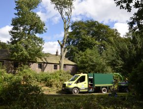 Hazardous tree removals in Chorley