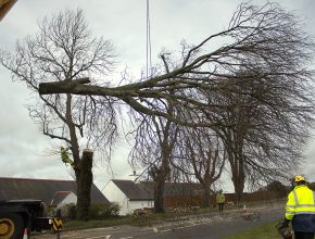 Highway tree removal in Caernarfon