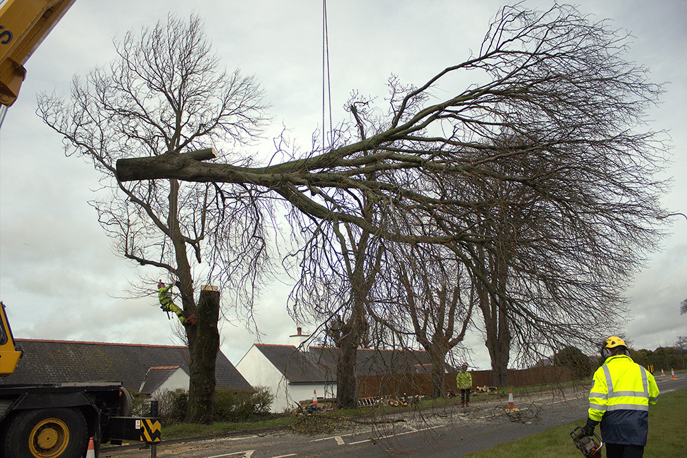 Highway tree removal in Caernarfon