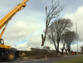 Highway tree removal in Wales