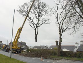 Highway tree removal tree surgery