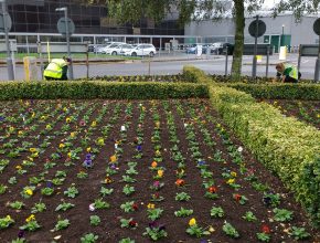 Planting bedding at Gatwick Airport