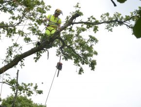 Preparing for tree surgery in Surrey