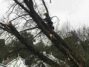 tree fallen on to a conservatory roof