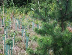 Woodland whip planting