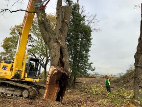 Removal of avian hazard at Gatwick Airport