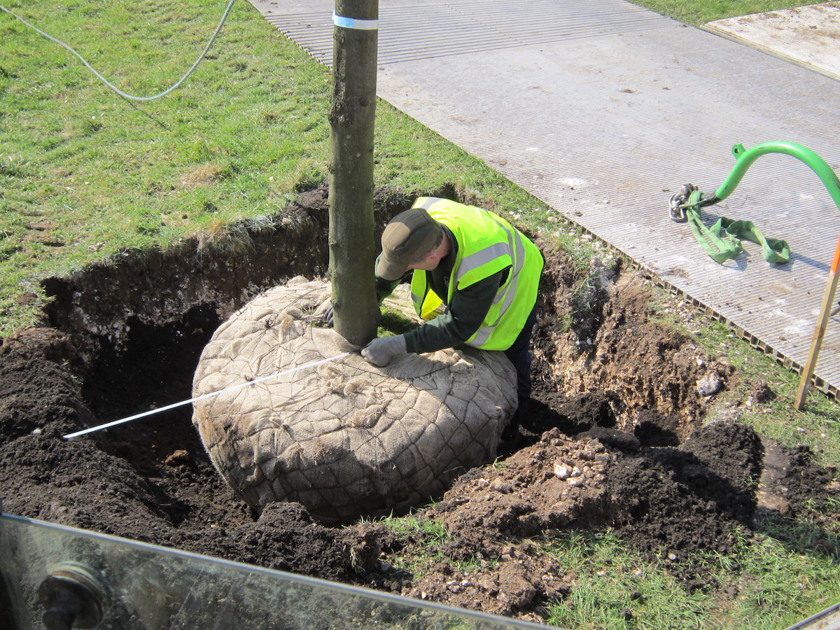 member of glendale staff planting a tree