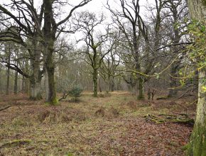 Savernake Forest