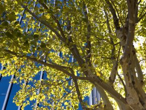 Street trees and urban tree planting