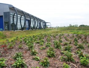 Sustainable commercial planting