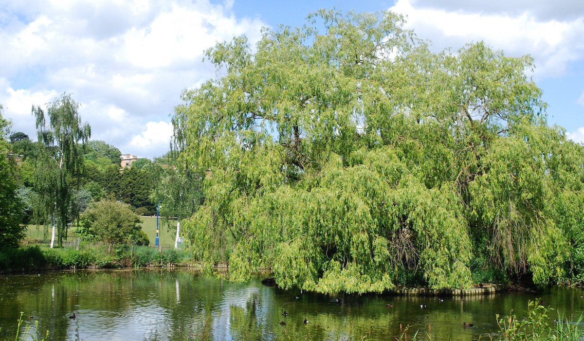 Glendale Lewisham Case Studies Glendale Green Space Management