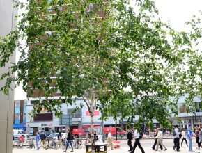 A tree pit in an urban area