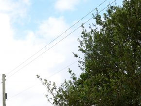 trees and power lines