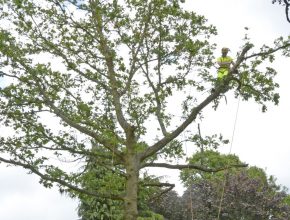 Tree surgery in Surrey