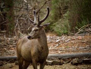 Woodland habitat and wildlife deer