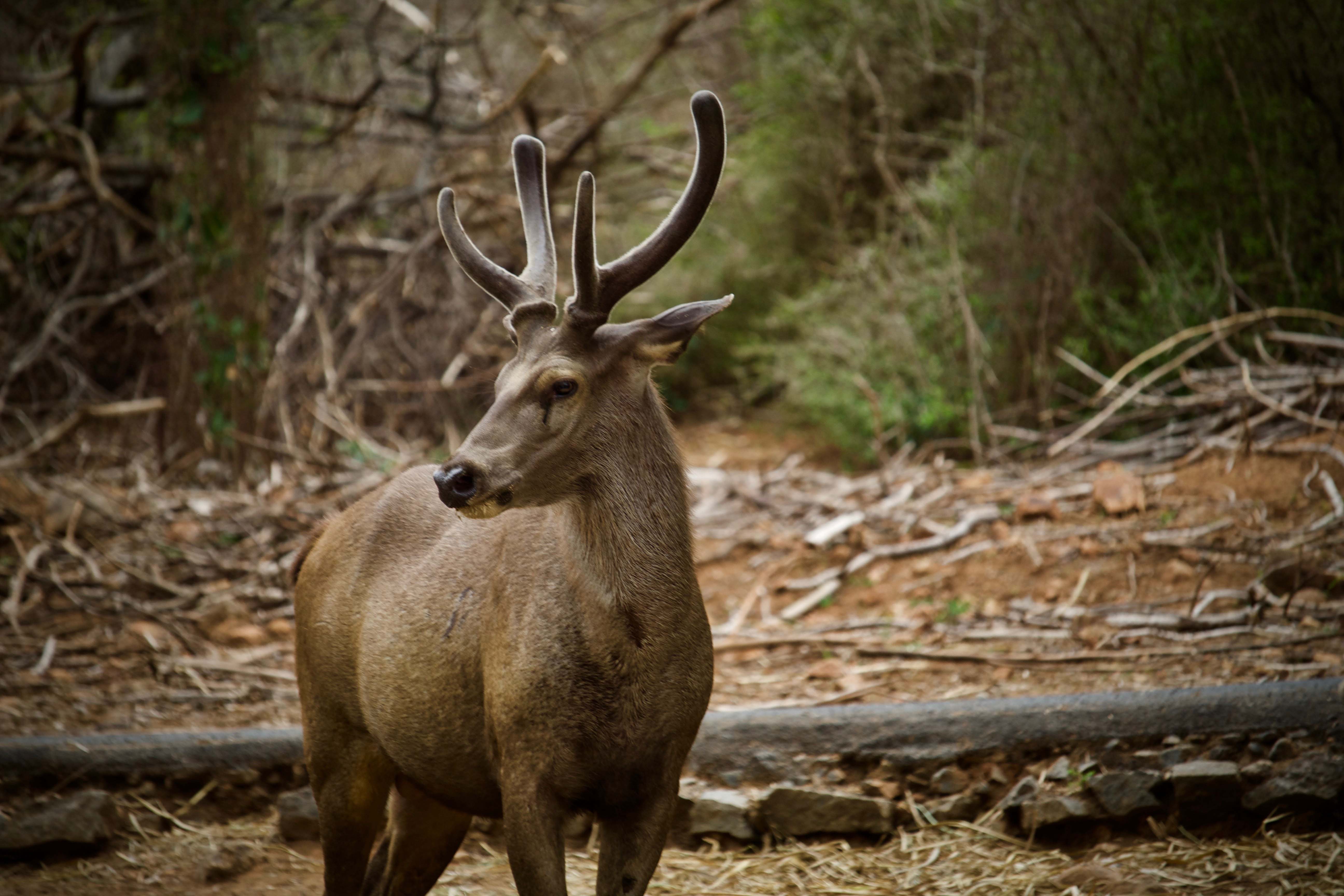 Habitat And Niche Of A Deer At Donald Stoltenberg Blog Habitat And Niche Of A Deer At Donald Stoltenberg Blog