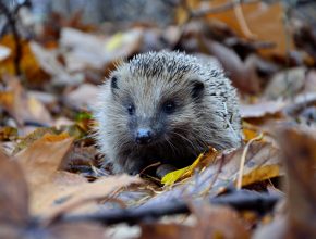 Woodland habitat and wildlife hedgehog