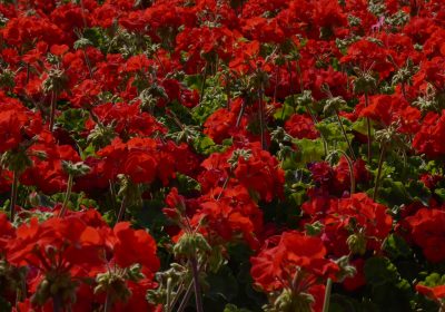 Gatwick planting