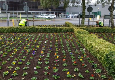 seasonal planting