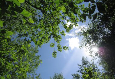 A tree canopy