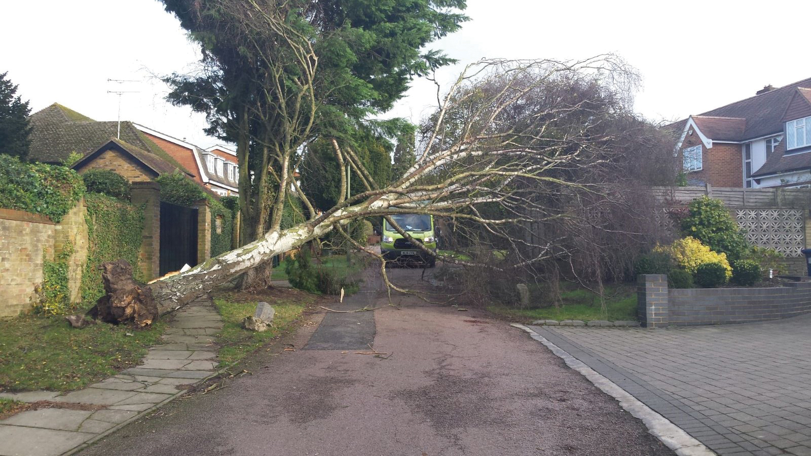 Fallen Tree