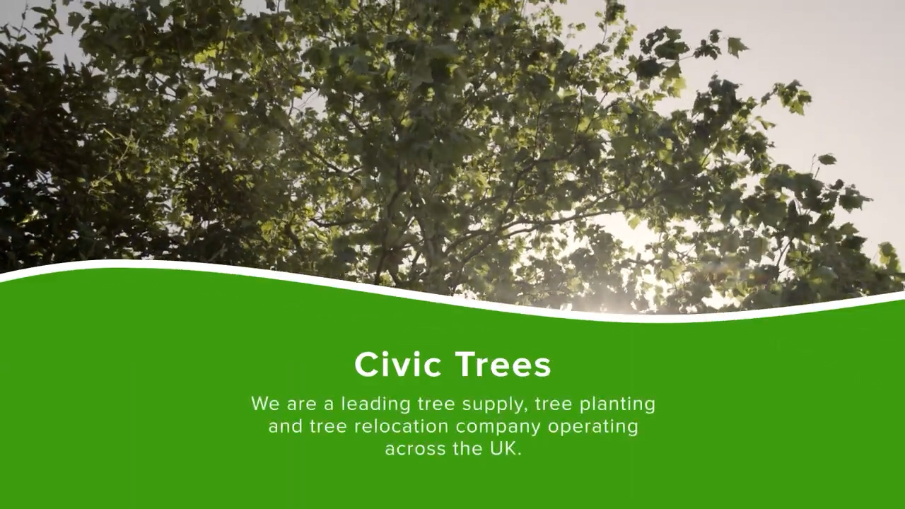 All About Civic Trees