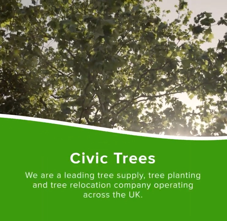 civic trees