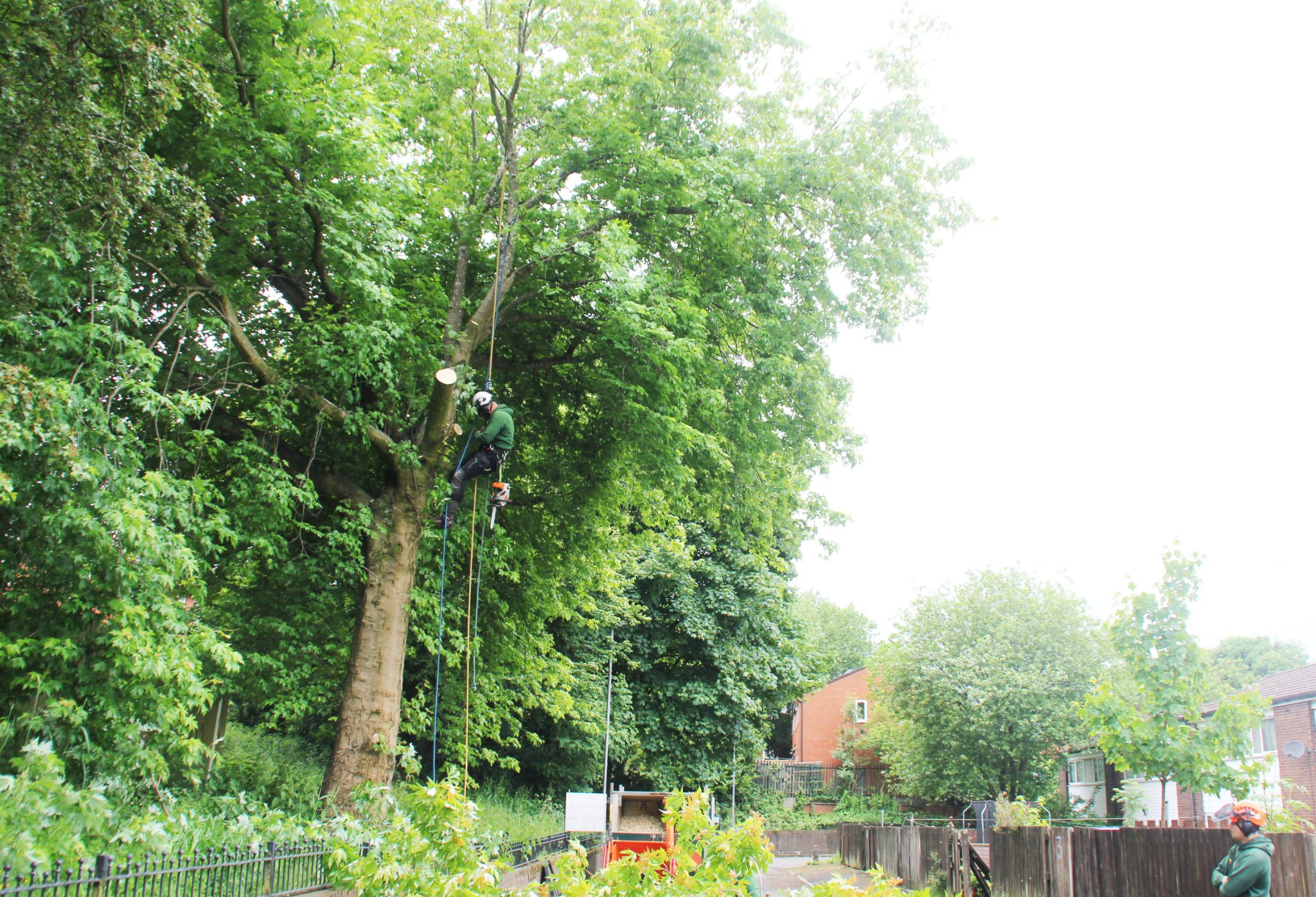 tree surgeon apprenticeships