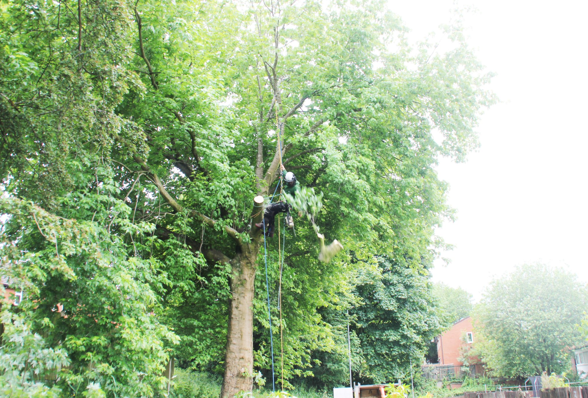 arboriculture apprenticeship