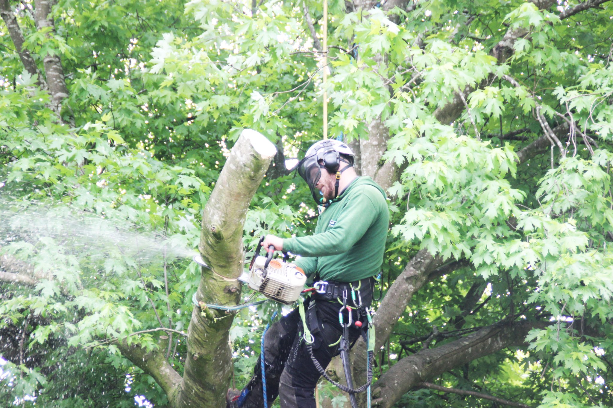 how to become a tree surgeon