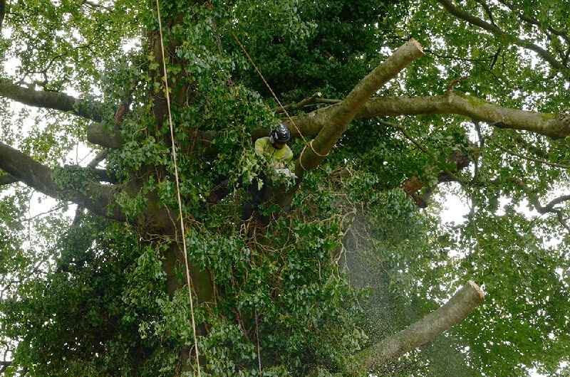 what is tree surgery