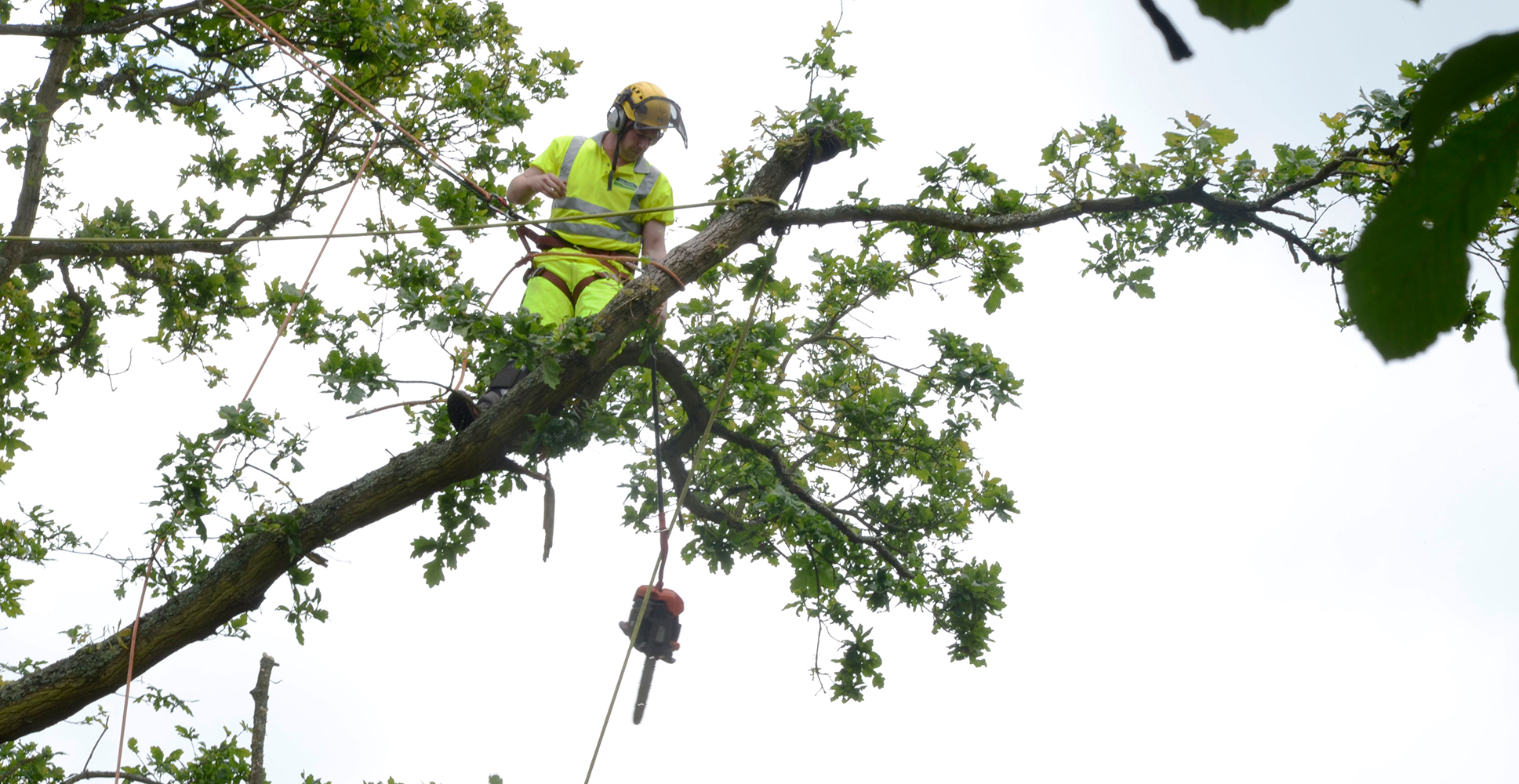 how to become a tree surgeon