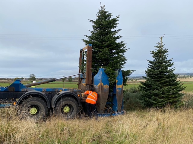 civic trees relocation